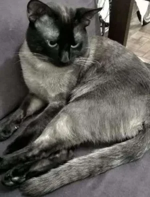 Gato raça Siames idade 2 anos nome Tomaz