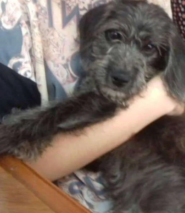 Cachorro ra a indefinida  idade 7 a 11 meses nome Sem nome