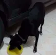 Neguinho
