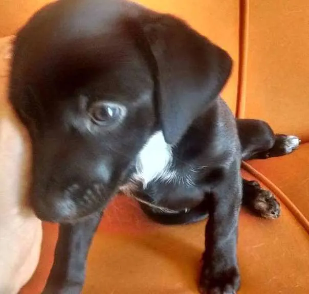 Cachorro ra a Vira lata idade Abaixo de 2 meses nome S/N