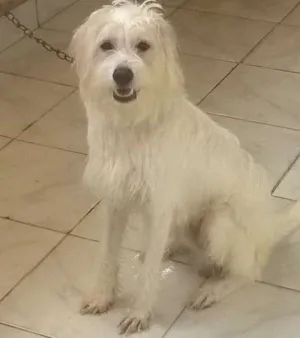 Cachorro raça puldo com vira-lata  idade 1 ano nome Bob