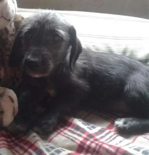 Cachorro ra a SRD idade 2 a 6 meses nome Fumaça