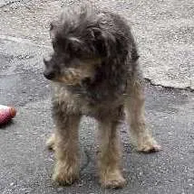 Cachorro raça POODLE idade 3 anos nome PEPI