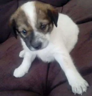 Cachorro raça SDR idade Abaixo de 2 meses nome SUSY