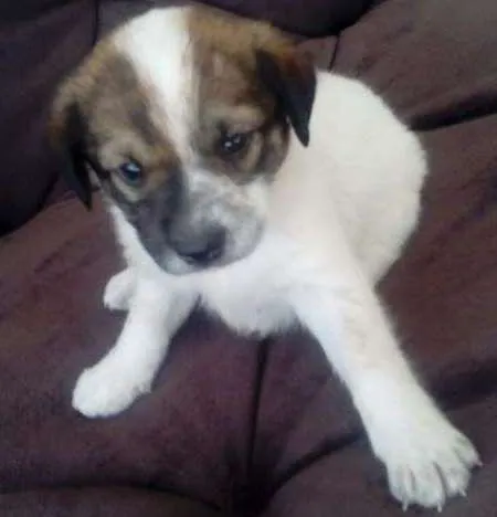 Cachorro ra a SDR idade Abaixo de 2 meses nome SUSY