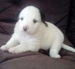Cachorro raça SDR idade Abaixo de 2 meses nome JULY