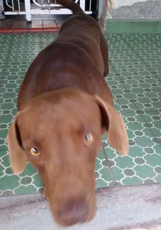 Cachorro ra a Vira lata idade 1 ano nome Não tem