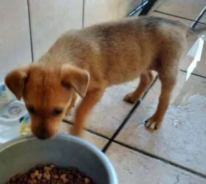 Cachorro raça  idade 2 a 6 meses nome Sem Nome