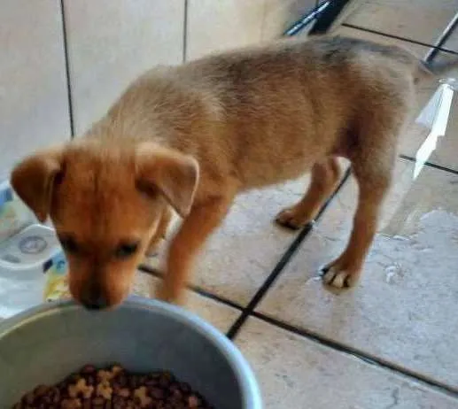 Cachorro ra a  idade 2 a 6 meses nome Sem Nome
