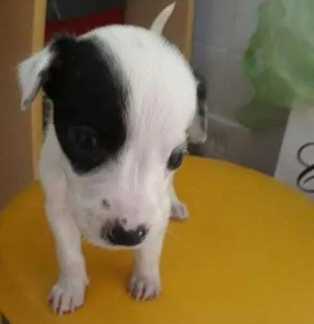 Cachorro ra a SRD idade Abaixo de 2 meses nome Neném 