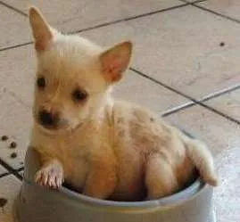 Cachorro ra a  idade 2 a 6 meses nome Sem Nome