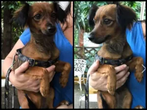 Cachorro raça SRD idade 2 anos nome JUJU