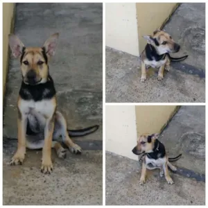 Cachorro raça Pastor Alemão idade 2 a 6 meses nome Pandora