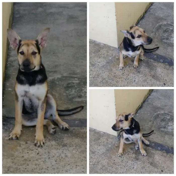 Cachorro ra a Pastor Alemão idade 2 a 6 meses nome Pandora