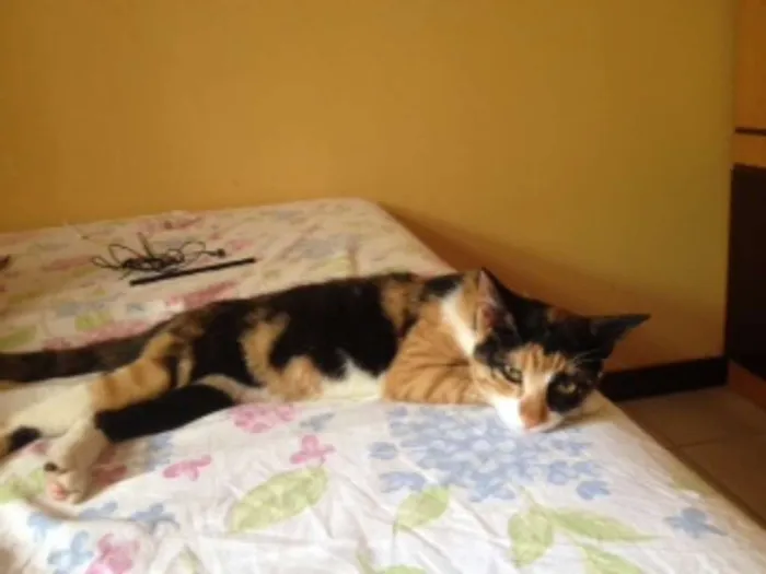 Gato raça SRD idade 2 a 6 meses nome Mila