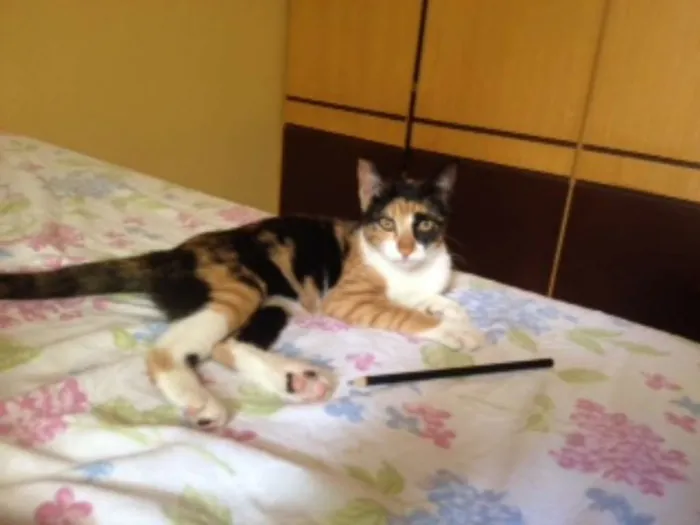 Gato raça SRD idade 2 a 6 meses nome Mila