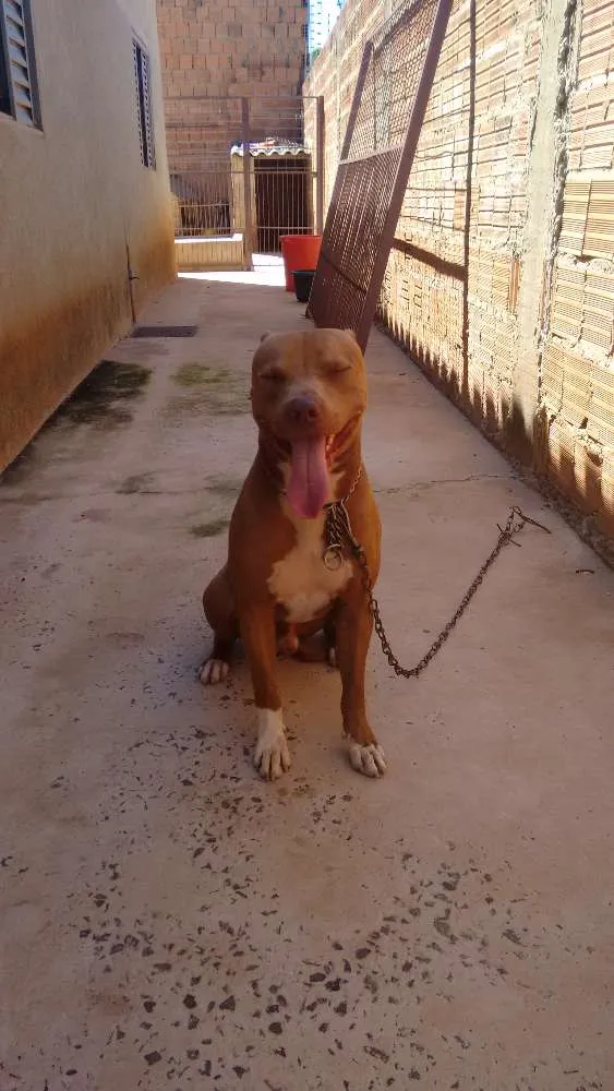 Cachorro ra a Pitbul idade 3 anos nome Pitoco