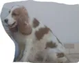 NINA