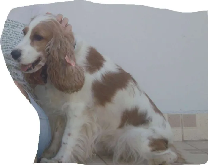 Cachorro raça Cocker idade 5 anos nome NINA