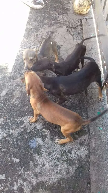 Cachorro ra a Viralata idade 2 a 6 meses nome Não tem nome