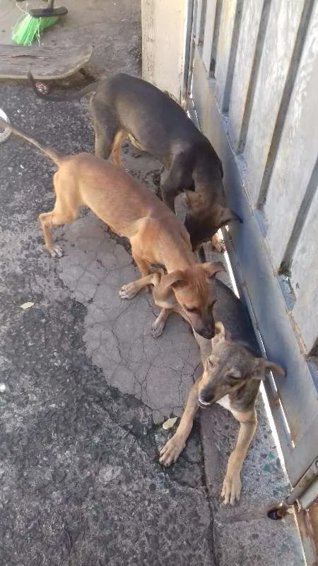 Cachorro ra a Viralata idade 2 a 6 meses nome Não tem nome