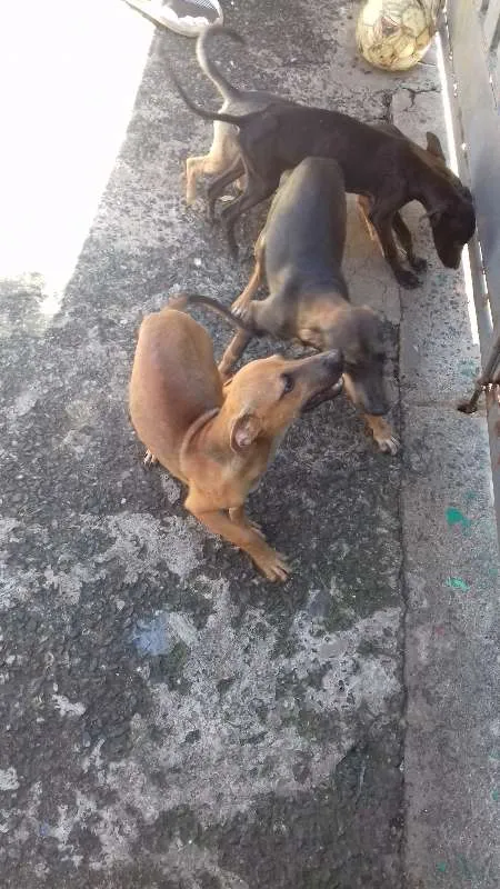 Cachorro ra a Viralata idade 2 a 6 meses nome Não tem nome
