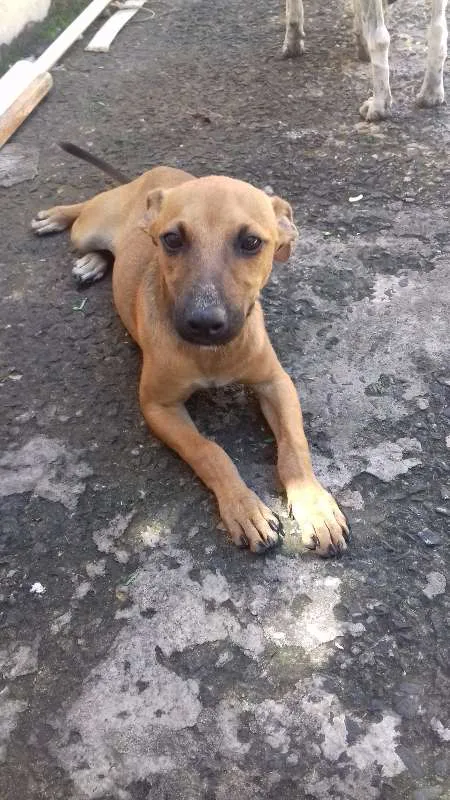 Cachorro ra a Viralata idade 2 a 6 meses nome Não tem nome