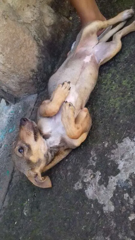 Cachorro ra a Viralata idade 2 a 6 meses nome Não tem nome