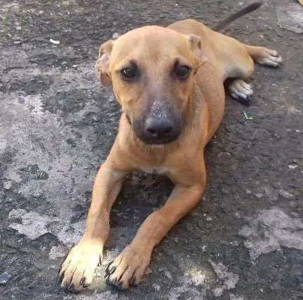 Cachorro ra a Viralata idade 2 a 6 meses nome Não tem nome