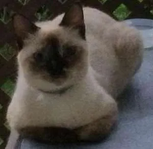 Gato raça Siamês idade 1 ano nome Desconhecido