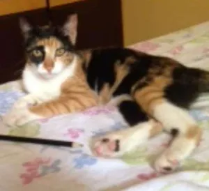 Gato raça SRD idade 2 a 6 meses nome Mila