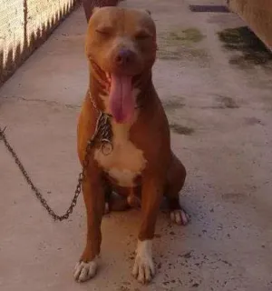 Cachorro raça Pitbul idade 3 anos nome Pitoco