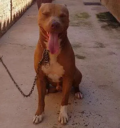 Cachorro ra a Pitbul idade 3 anos nome Pitoco