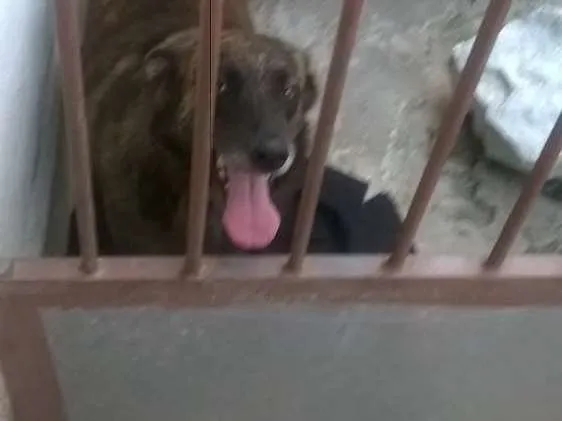 Cachorro ra a SRD idade 4 anos nome Jade