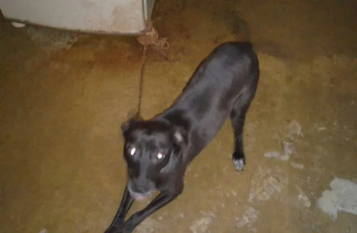 Cachorro ra a Vira lata idade 4 anos nome Eros