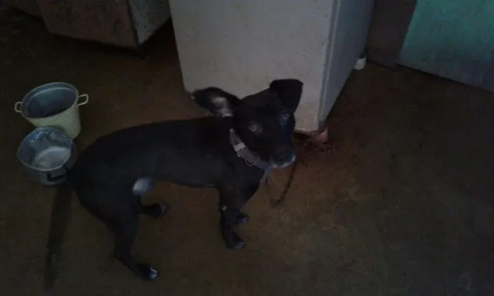 Cachorro ra a Vira lata idade 4 anos nome Eros