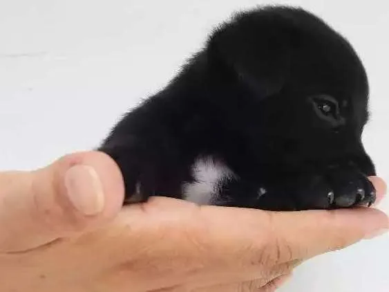 Cachorro raça  idade Abaixo de 2 meses nome A definir