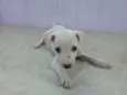 Lola