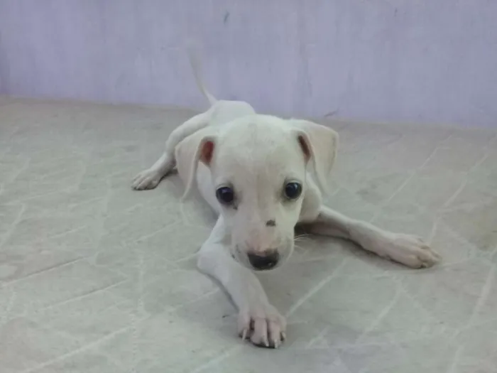 Cachorro raça Sem Raça  idade 2 a 6 meses nome Lola