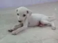 Lola