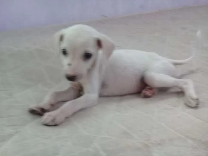 Cachorro raça Sem Raça  idade 2 a 6 meses nome Lola