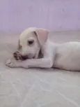 Lola