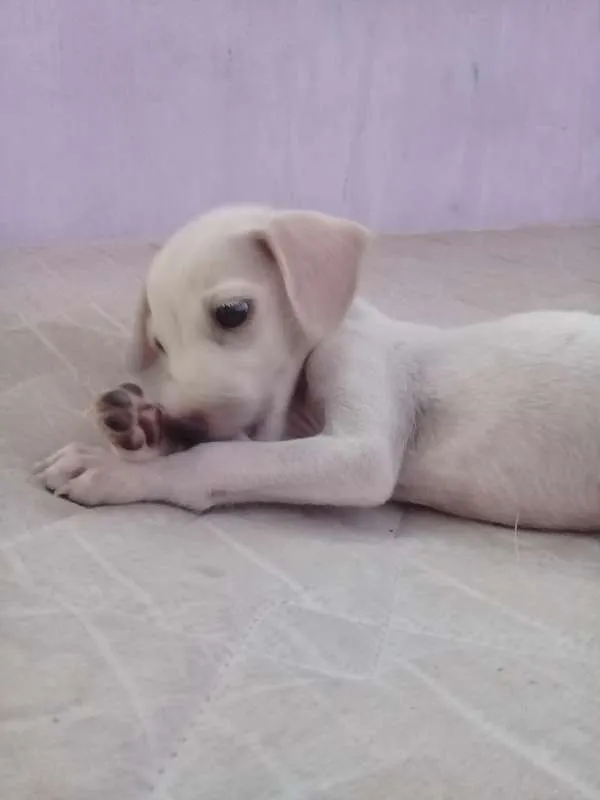 Cachorro raça Sem Raça  idade 2 a 6 meses nome Lola