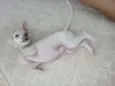 Lola