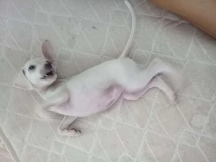 Cachorro raça Sem Raça  idade 2 a 6 meses nome Lola