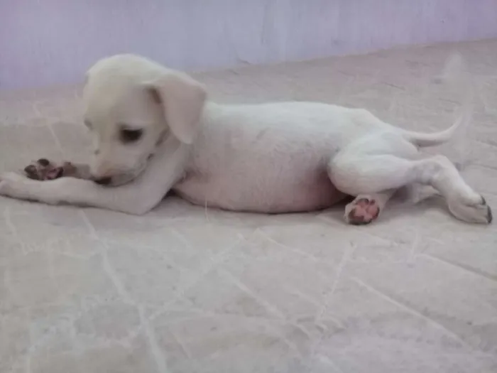 Cachorro raça Sem Raça  idade 2 a 6 meses nome Lola
