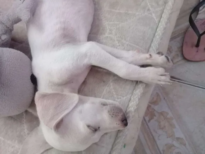 Cachorro raça Sem Raça  idade 2 a 6 meses nome Lola