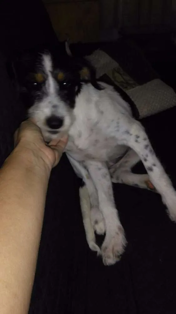Cachorro ra a Mestiça idade 2 a 6 meses nome Wend
