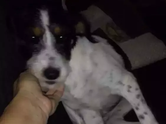 Cachorro ra a Mestiça idade 2 a 6 meses nome Wend