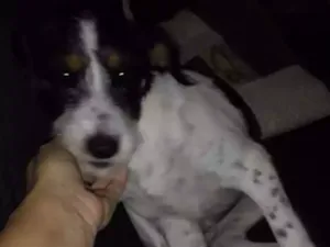 Cachorro raça Mestiça idade 2 a 6 meses nome Wend